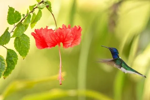 White-necked jacobin hovering next to red ibiscus flower, bird in flight, car Stock Photos