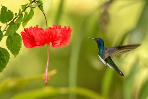 White-necked jacobin hovering next to red ibiscus flower, bird in flight, car Stock Photos