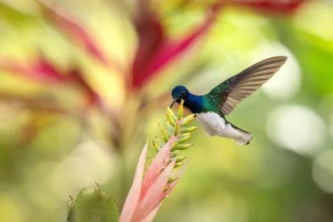 White-necked jacobin hovering next to pink and yellow flower, bird in flight, Stock Photos