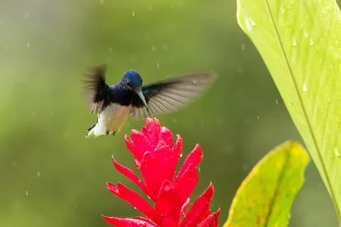 White-necked jacobin hovering next to red flower in rain,tropical forest, Col Stock Photos