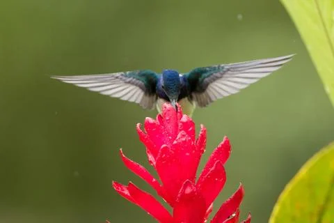 White-necked jacobin hovering next to red flower in rain,tropical forest, Col Stock Photos