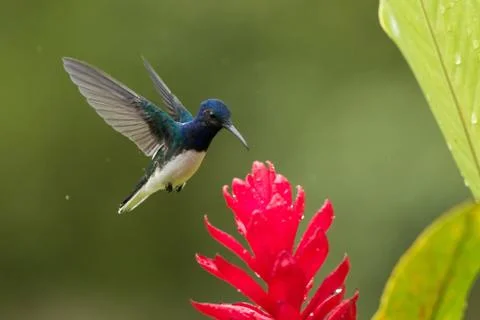 White-necked jacobin hovering next to red flower in rain,tropical forest, Col Stock Photos