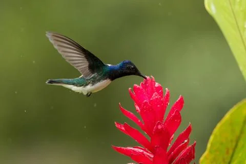 White-necked jacobin hovering next to red flower in rain,tropical forest, Col Stock Photos