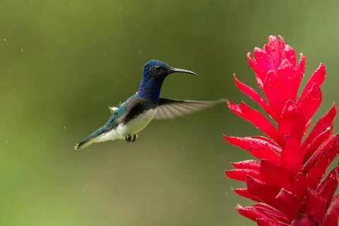 White-necked jacobin hovering next to red flower in rain,tropical forest, Col Stock Photos