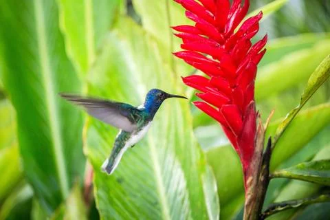 White-necked jacobin hovering next to red flower in rain,tropical forest, Per Stock Photos