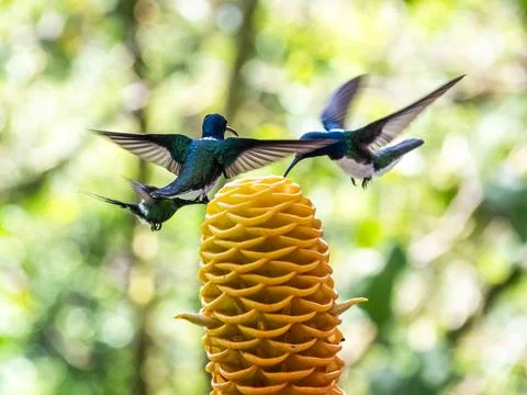 White-necked Jacobin Hummingbird Feeding in Mindo Foto stock