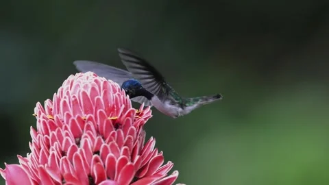 A White-necked Jacobin hummingbird (Florisuga mellivora) feeds Stock Footage 334090956