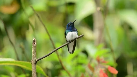 White-Necked Jacobin Hummingbird 스톡 동영상 64802643