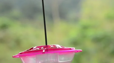 White-Necked Jacobin Hummingbird Stock-Footage 64802648