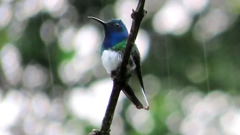White-necked Jacobin Hummingbird Perched in Rain 库存影片 343472551