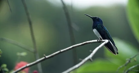 White-Necked Jacobin Hummingbird Sits on a Branch 5 스톡 동영상 79657589