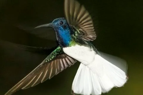 White-necked Jacobin Stock Photos