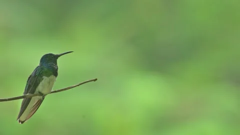 White-necked Jacobin resting and sticking out tongue against a smooth green.. Stock Footage 343188952