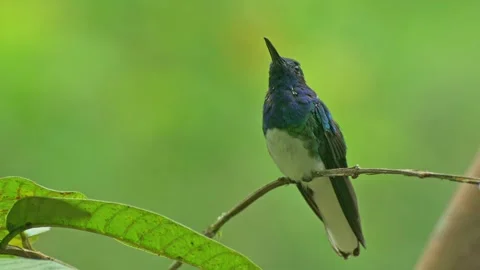 White-necked Jacobin resting on a delicate branch against a smooth green bo.. Stock Footage 344450198