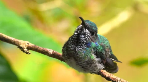 White-necked Jacobin Sees Competitors Everywhere 스톡 동영상 45719998