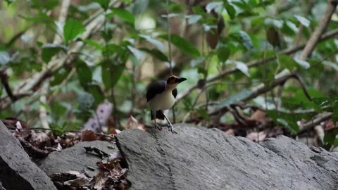 White-necked Rockfowl sit on rock jumping around close up Stock Footage 233517543