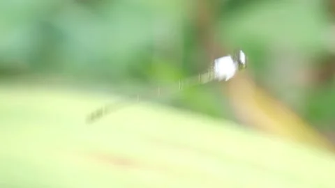A white needle dragonfly is floating in the air (flying) 4K Stock Footage 154122774