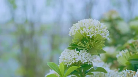 White Needle flower blooming soft focus with blurred background, Selectived  Stock Footage 143577692