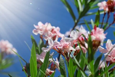 White Nerium oleander Fotos de archivo