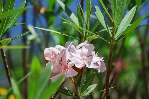 White Nerium oleander Stockfoto's