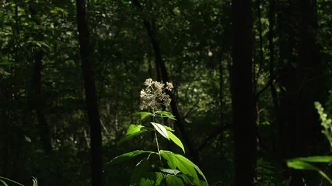 White Nettle Flower Stock-Footage 206140786