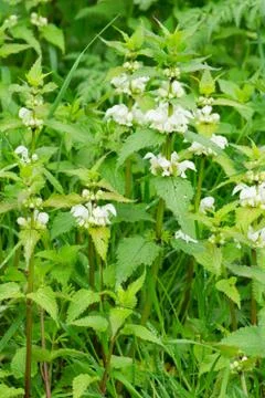 White nettle Stock Photos
