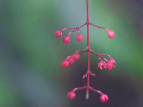 The white nodding clerodendron hanging from the tree Photos
