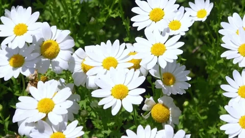 White North Pole daisies blooming in garden. Closeup. 4K Stock Footage 334904824