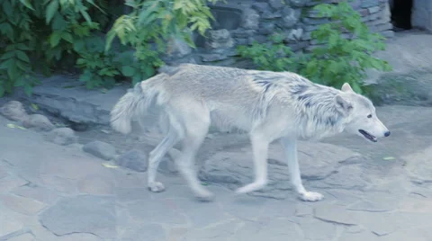 White north wolf howling near human house Stock Footage 67580201