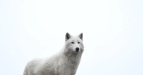 White north wolf. It stands on top of the mountain, looking for prey. Stock Footage 152722300