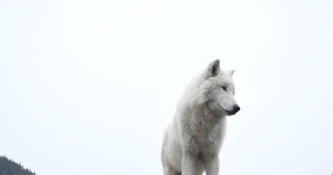 White north wolf. It stands on top of the mountain, looking for prey. Stock Footage 152722360