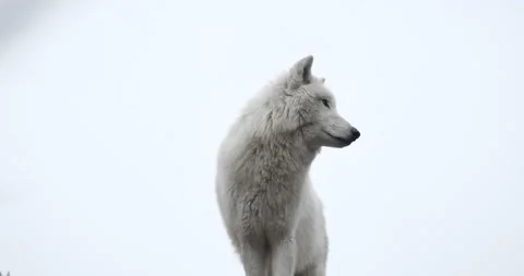 White north wolf. It stands on top of the mountain, looking for prey. Stock-Footage 152722429