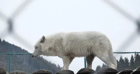 White north wolf. It stands on top of the mountain, looking for prey. Stock Footage 152722437