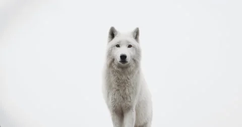 White north wolf. It stands on top of the mountain, looking for prey. Stock Footage 152722480