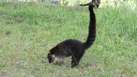 White-nosed Coati Foraging Digging in Ground for Food in Clearing in Costa Rica Stock Footage 134482666