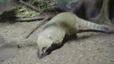 White-Nosed Coati Foraging On Forest Floor Near Tree Root In Zoo Enclosure. Vidéo 334736175