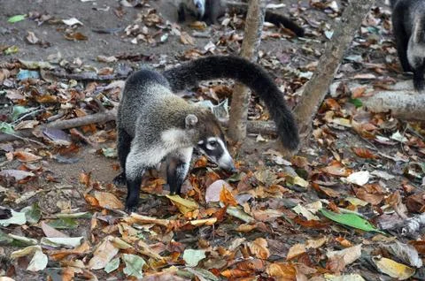 White-nosed coati Stock Photos