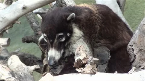 White-Nosed Coati Sitting in Tree Branches Stock-Footage 12046087
