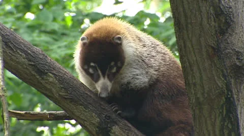 White-nosed Coati in tree - Medium shot. Vidéo 23225149