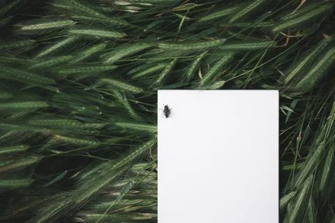 White notebook in the green grass Stock Photos