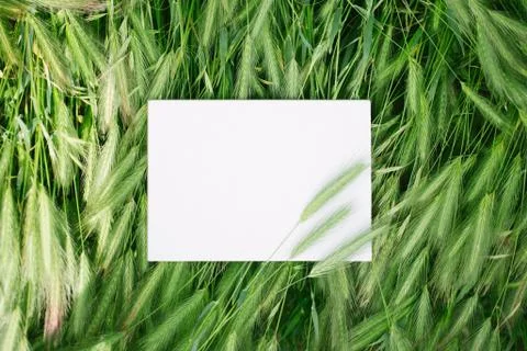 White notebook in the green grass Stock Photos