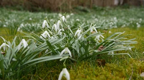 The white nowdrops in spring in Denmark Stock Footage 64382986