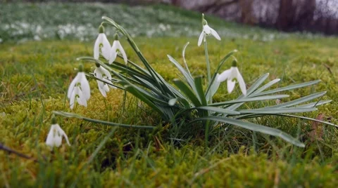 The white nowdrops in spring in Denmark Stock Footage 64383024