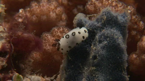 White nudibranch with black spots in the background is a red soft coral Stock Footage 574397