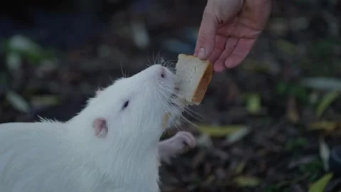 White nutria eats bread from person's hands. Animal wildlife concept. Stock Footage 293631385
