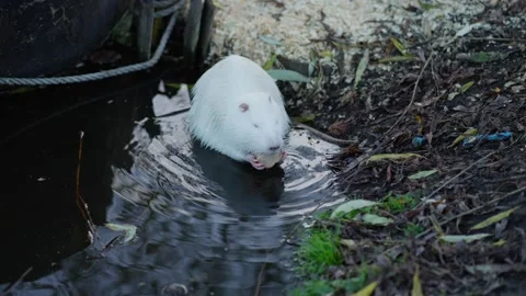 White nutria eats near water's edge. Animal protection concept. Stock Footage 296650874
