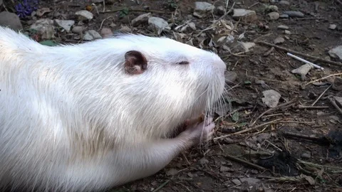 White nutria or beaver Stock Footage 108522588