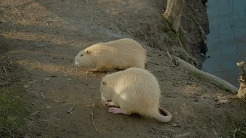 White nutria playfully interact by the water's edge at the farm Stock Footage 302487648