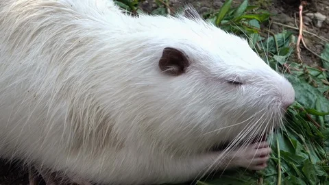 White nutria rodent Stock-Footage 107118742