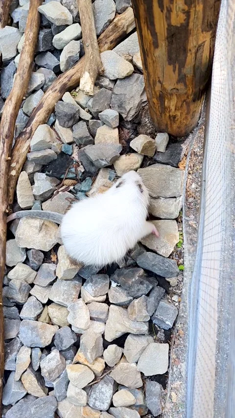 A white nutria scratches itself and falls asleep on rocky ground in a zoo enclos Vídeo Stock 343965742